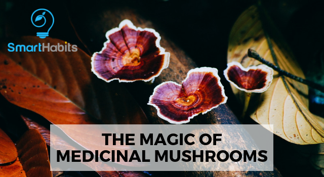 The Magic of Medicinal Mushrooms